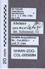 Etiketten zu Eleuphemus funerarius (NHMW-ZOO-COL-0009994)